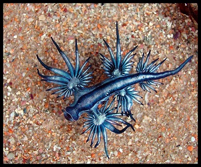 Blue Sea Dragon