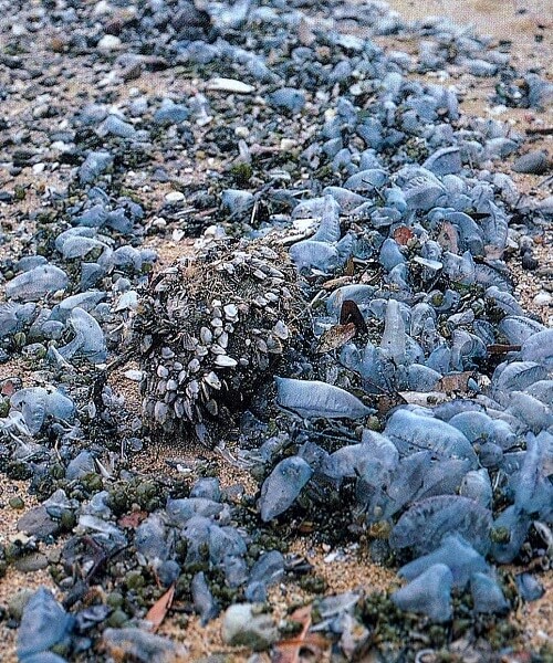 Portuguese man-of-war washed up on shore